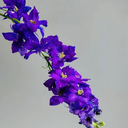semi di delphinium resistente perenne - delphinium - aiuola, esotiche primaverile, resistenti per il giardino di campo, aiuole 125pcs