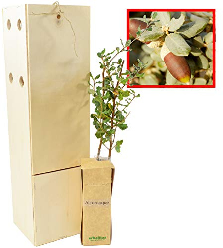 Chêne-Liège – Arbre Méditerranéen – Feuillage Persistant – Jeune Pousse de 30 cm Reçue dans une Caisse en Bois Réutilisable – 1 Unité