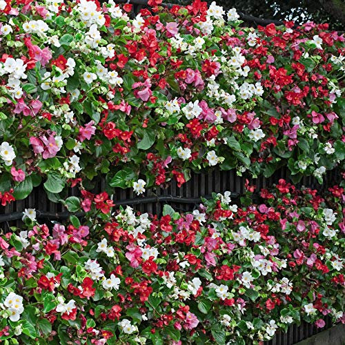 Begonia F1 Giant Flowered ‘Lotto Mixed’ Plug Plants – 72 Pack | Large Colourful Blooms | Ideal for Baskets, Pots & Bedding – by Thompson and Morgan