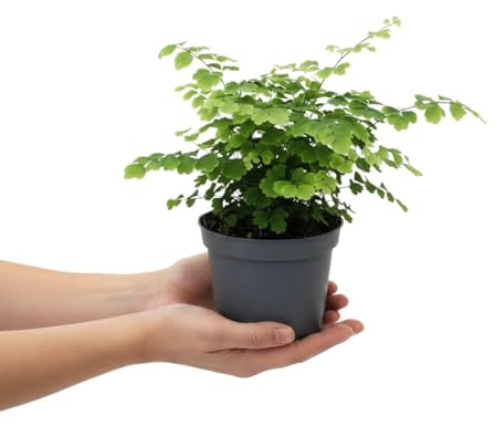 DECOALIVE Planta Viva Adiantum Raddianum Fragrans Helecho Culantrillo de 25 cm con Maceta 12 cm