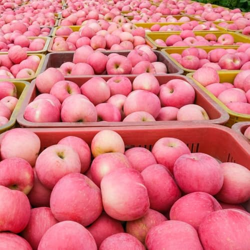 apfel - apfelbaum - exotische winterhart zimmerpflanzen, steingartenpflanzen winterhart, obstbäume hochbeet 500samen