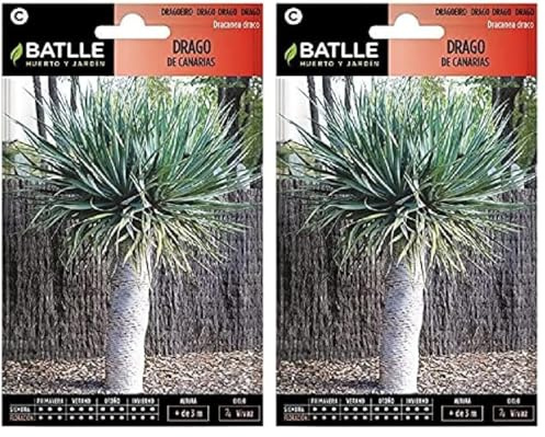 Semillas Batlle Drago de Canarias-Dracaena draco (Paquete de 2)