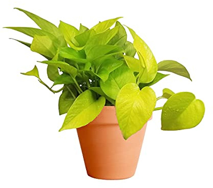 DECOALIVE Potho Dorado con Maceta de Cerámica Golden Pothos o Potus Neón