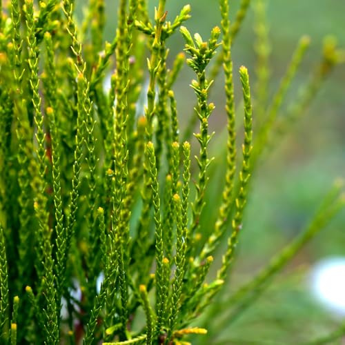 Thuja orientalis 'Franky Boy' | Unique Evergreen Conifer | Yellow-Green Foliage | Hardy Specimen Plant for Full Sun & Containers - 2X 3 Litre Potted Plants by Thompson & Morgan