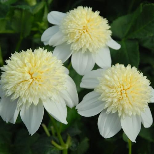 3bulbi tuberi di dalia - balcone acquistare tuberi di dalia primaverile, decorazione per luoghi soleggiati, da giardino