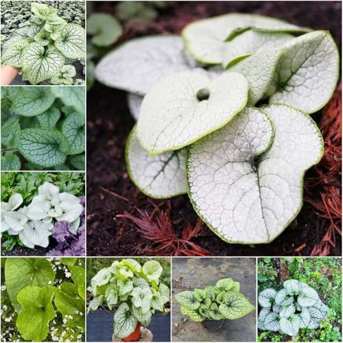kaukasus vergissmeinnicht - blumensamen sommerblumen pflanzensamen stauden gartenpflanzen Seltene Serie zimmerpflanzen heilpflanzen 120samen