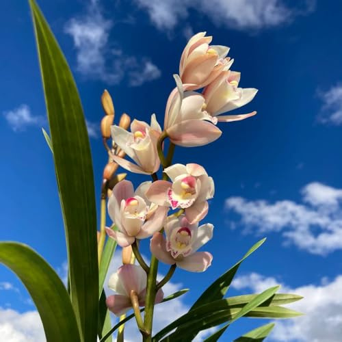 semillas de orquídeas cymbidium - resistente cubren el suelo 85pcs