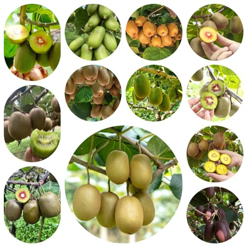 semillas de kiwi, resistentes interior jardín perennes raras 150pcs