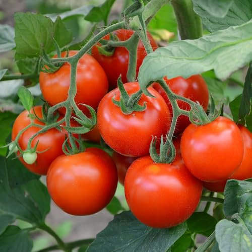 Tomato Red Cherry Cerise Seeds – Sweet & Juicy Cherry Tomatoes – Perfect for Salads & Snacking – Fresh Tasty Vegetables – for Your Kitchen Garden