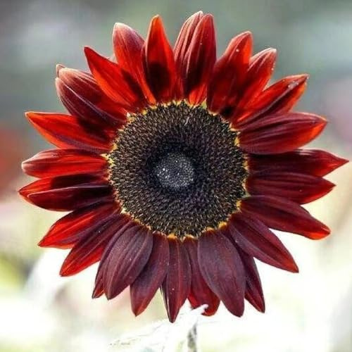 girasoli di primavera perenni resistenti al sole tagliati giardino di interni semi perenni giardino che amano l'ombra, resistenti in 15pcs