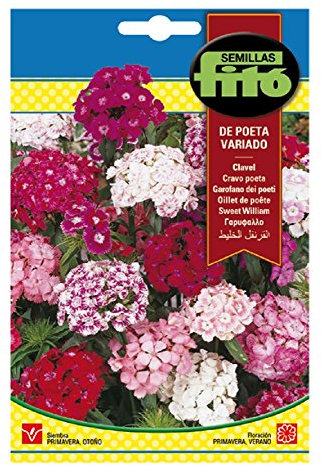 Semillas Fitó 544 - Semillas de Clavel de Poeta Variado