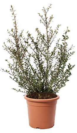 KENTIS - Ilex Crenata Glory Gem - Vraies Plantes d'Extérieur Résistantes au Froid - Plante de Jardin - H 40/50 cm Pot Ø 18 cm