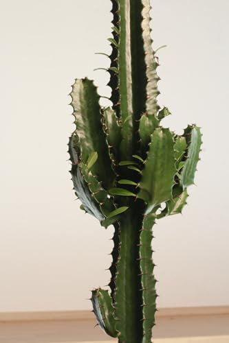 Euphorbia Eritrea - Planta Natural - Suculenta - Interior y Exterior - April Plants - Altura: 50-60 cm