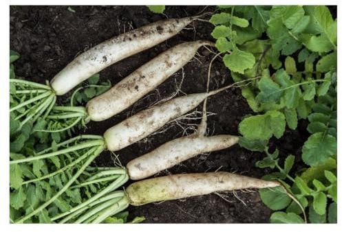 Sachet de graines de radis Daïkon à semer- Les Graines Bocquet