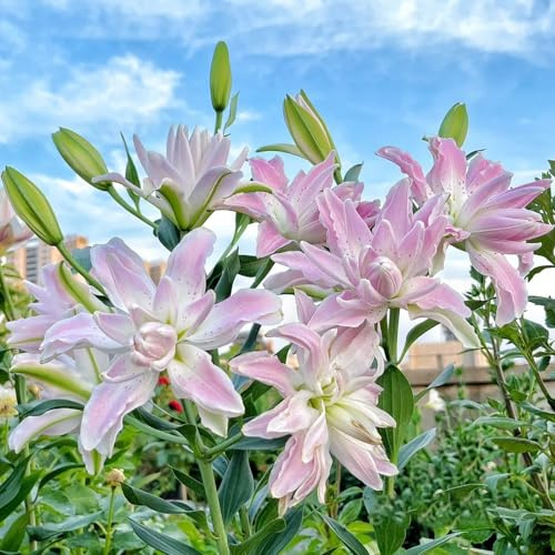 bulbi di gigli perenni resistenti, decorativi freschi appartamento giardino 6pcs