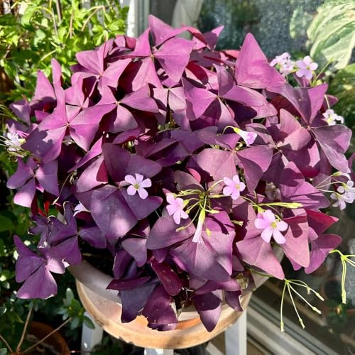 bulbi di oxalis triangularis - perenni resistenti giardino esterno Copertura del terreno 15pcs