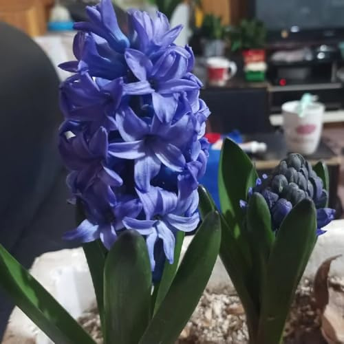 2zwiebeln hyazinthen, frühlingsblüher seltene blumenzwiebeln hyazinthen, winterharte kübelpflanzen, balkon blühwiese topfpflanzen