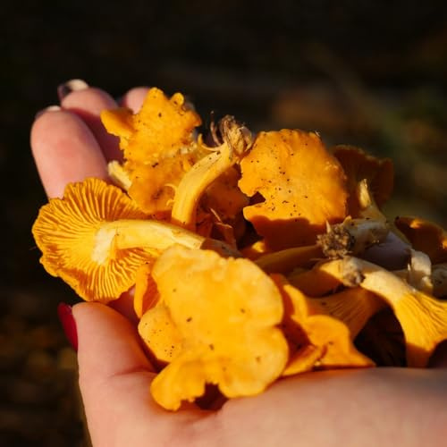 Semi di gallinaccio, biologici Semi Di Finferli Freschi da giardino acquistare da orto invernale biologici 500pcs