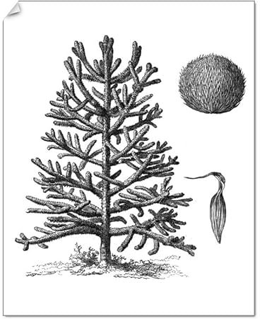 Media Storehouse Monkey Puzzle Tree Print - A. imbricata Illustration - Print 10x8 (25x20cm) (13751115)