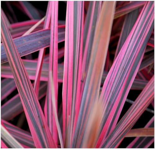 GrowOn Shrubs [x2] Cordyline 'Southern Splendour' Palm Tree | Multi-Pack | Evergreen Perennials | Outdoor Garden Ready Plants | Summer Flowering | Cream Flowers