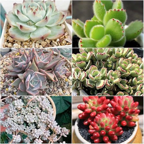 sukkulenten - sukkulente winterhart draußen kräuterbeet winterharte kübelpflanzen zimmerpflanzen balkon deko - Seltene - hochbeete für garten 450samen
