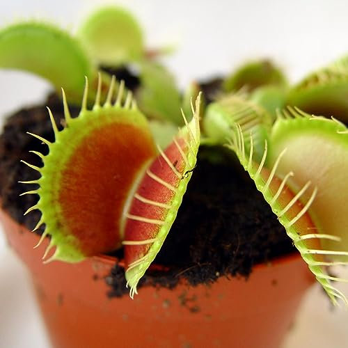 Venus Flytrap Seeds - Giant Mix Dionaea Muscipula Carnivorous 5 Seeds