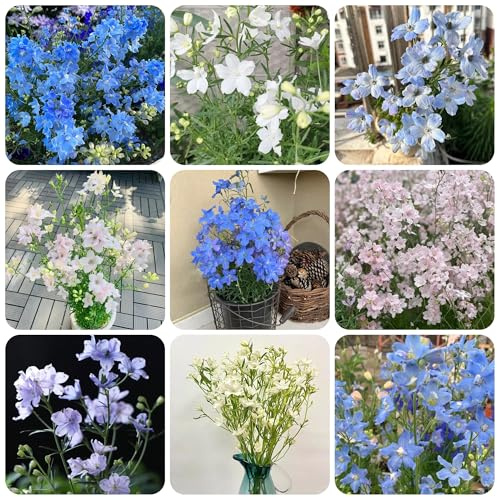 rittersporn, delphinium gartendeko für draußen, teingartenpflanzen winterhart wildblumen balkonblumen, schnittblumen balkonpflanzen 300samen