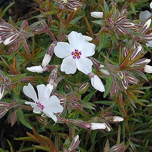 Niedrige Flammenblume Amazing Grace - Phlox subulata - lebende Gartenpflanze aus den Baumschulen