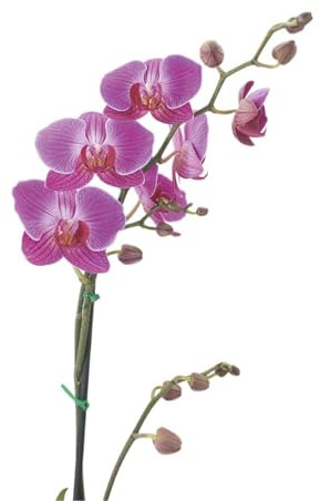 Orquídea Natural la Planta Perfecta para Amantes de la Naturaleza