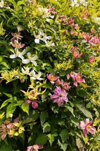 Clematis Mischung - Wenige Farben in 1 Paket, bunter Kletterer