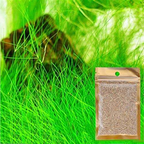 Grass Seeds Fast Growing,10g About 7000Pcs Organic Aquatic Plants Grass Seeds for Fish Tank Aquarium(Long Hairy Grass)