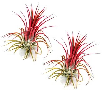 DECOALIVE Duo de Mini Plantas del Aire Color Rojo Plantas Naturales