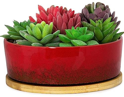 ARTKETTY Succulent Pots - Large Succulent Planters with Drainage Shallow Bonsai Pots with Tray, Ceramic Cactus Planter Pot Round Flower Container Bowl for Indoor Outdoor Plants(Red)