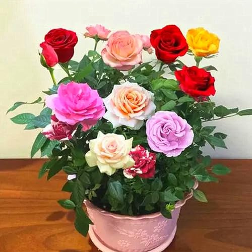Cipolle di rose, piante rampicanti, rose, perenni resistenti all'inverno, per esterni, bellissime rose, fiori profumati, adatti per vasi, piante di rose, resistenti all'inverno, 3 cipolle