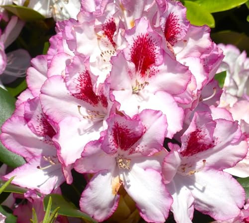 Rhododendron Hybride  Cassata  Großblumige Alpenrose 60-70 cm hoch
