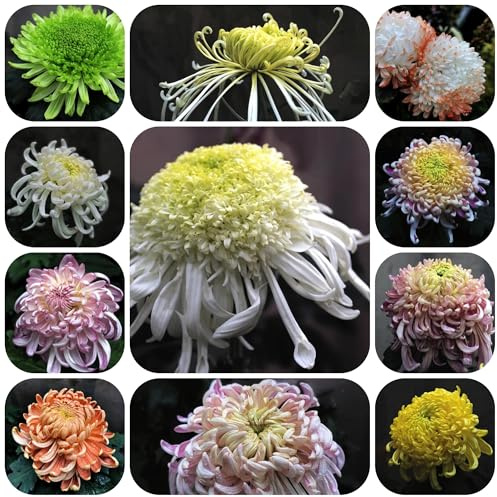 semi di crisantemo - resistenti giardino, perenni esotiche 500pcs