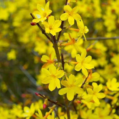 semi di gelsomino invernale biologici vecchie varietà, arboree di gelsomino invernale da giardino, arbusti resistenti, 85pcs