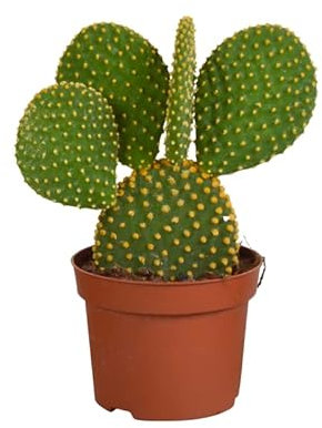 Kaktus | Opuntia Microdasys | Feigenkaktus | 1 Stück | Ø 12 cm | ↕ 22-27 cm | Pflegeleichte Zimmerpflanze