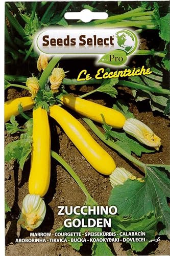 ZUCCHINO GIALLO GOLDEN SEME IN BUSTINA