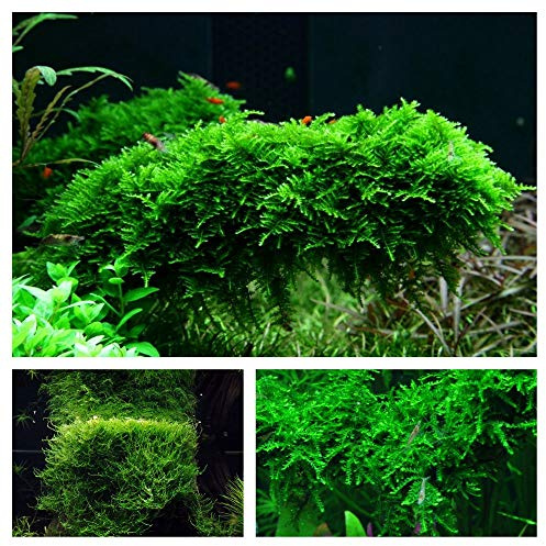 Moos Set mit 3 in Vitro Pflanzen Aquariumpflanzenset Nr.55 1-2 Grow Becher | Moose Aquarium Wasserpflanze