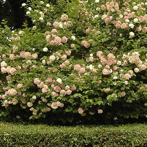 3 x Japansk Snöbollsbuske 'Roseum' - Viburnum Opulus 'Roseum' 40-60 cm Krukstorlek- Elegant buske som ger elegans till trädgården.