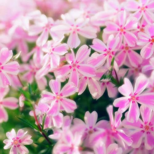 3 Pink White Creeping Phlox Plants Live Perennials, 4-6 Tall, Climbing Creeping Phlox Live Plant, Phlox Flowers Vine