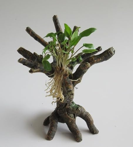 florari Urwaldbäumchen mit Cryptocoryne wendtii grün - Grüner Wasserkelch auf Baumstumpf