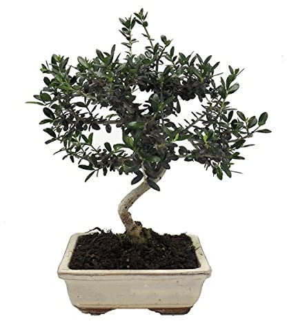 DECOALIVE Bonsái Olivo Silvestre Natural Olea Europaea Sylvestris