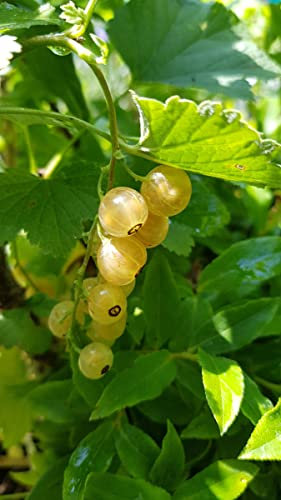 Ribes rubrum 'Versaillaise Blanche' / Groseillier à grappes 'Versaillaise Blanche' / Conteneur de 2 à 2.9 litres