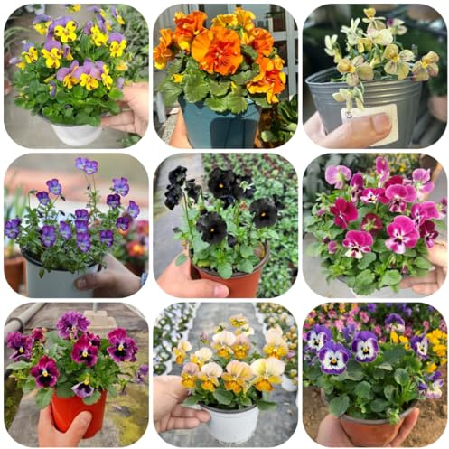 semi di viola del pensiero, rare, decorazione del soggiorno di viola del pensiero, vecchie varietà, Decorazione da giardino 300pcs