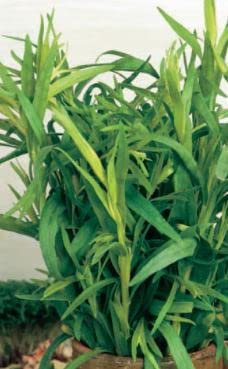 215 Seeds of Herb – Tarragon Russian, Grow Your Own Garden Indoor Outdoor