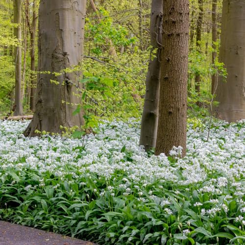 comprar ajo silvestre de cocina balcón e invernadero semillas de ajo silvestre invierno, jardín interior Semillas hortalizas orgánicas, resistentes 200semillas