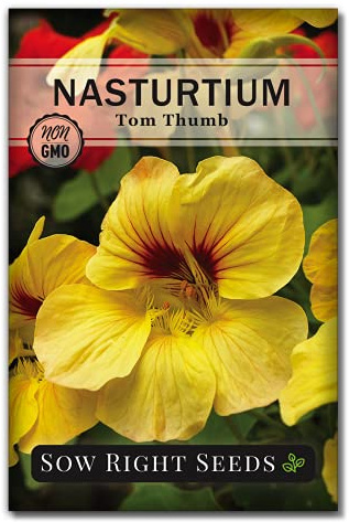 Sow Right Seeds - Tom Thumb Nasturtium Seeds for Planting - Edible Flower - Non-GMO Heirloom Packet with Instructions to Plant in Your Garden - Annual Big Orange and Yellow Blooms (1)