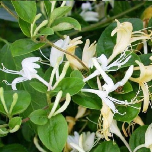 Geissblatt Caprifolium (Lonicera) - Weiß & Winterhart | ClematisOnline Kletterpflanzen & Blumen
